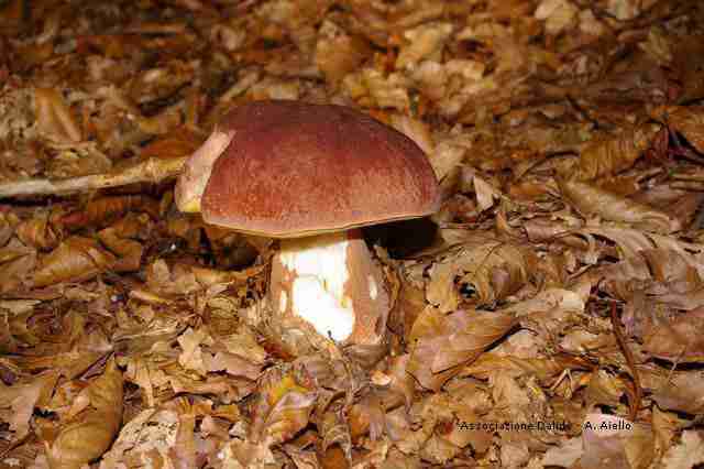  Image name: 293 Porcino.jpg 
 width: 640 pixel 
 height: 426 pixel 
 Size: 24035 bytes 
 Click to enlarge 